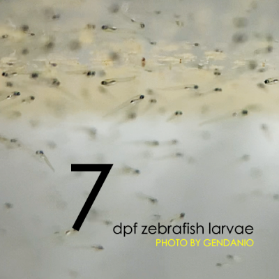 7 dpf zebrafish larvae