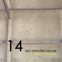 14 dpf zebrafish larvae