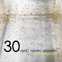 30 dpf zebrafish