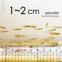 1~2cm Zebrafish 1~2公分斑馬魚