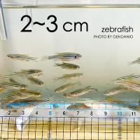 2~3cm Zebrafish 2~3公分斑馬魚