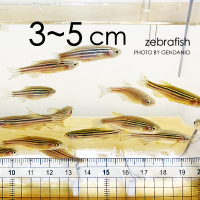 3~5cm Zebrafish 3~5公分斑馬魚