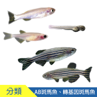 斑馬魚