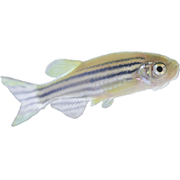 Zebrafish-AB-Male