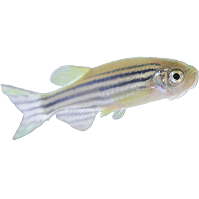 Zebrafish-AB-Male