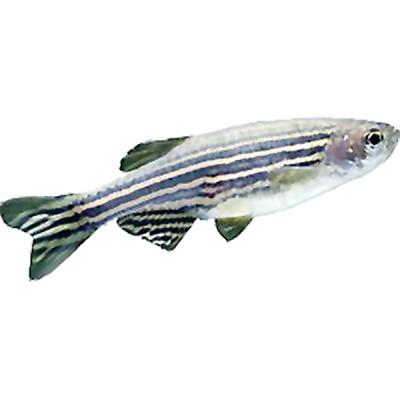 Zebrafish-AB-female