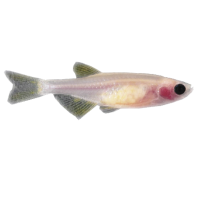 ZF-zebrafish-casper-transparent-mutant