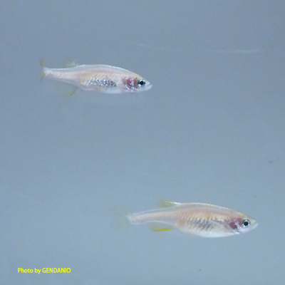 ZF-zebrafish-nacre-mutant