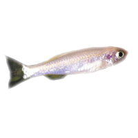 ZF-zebrafish-nacre-mutant