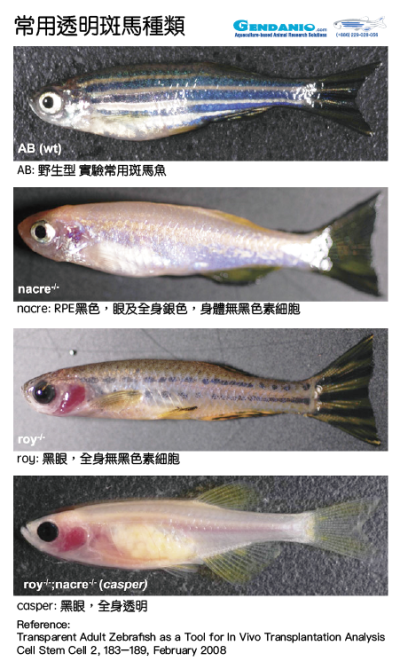 斑馬魚種類Casper, Nacre, Roy, AB